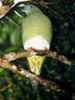 Yellow-ventedPigeon(CA)