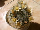 Mammilaria