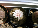 Gimnocalycium