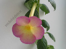 Achimenes Sauline