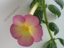 Achimenes Sauline