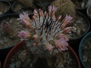 Mammillaria  perezdelarosae