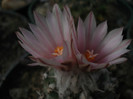 DSC08390