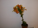 streptosolen