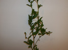 plumbago albastru