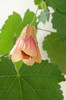 abuti huntington pink