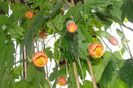 abuti  orange pictum