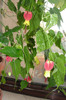 abuti megapotamicum