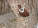 porumbei 2012 117