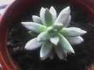 echeveria