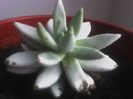 echeveria