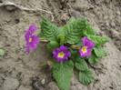 primula