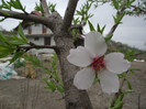 floare de migdal