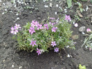 15042012 Phlox pitic