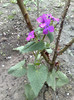 15042012 Lunaria
