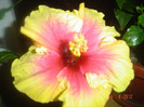 poze 355