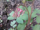 Dicentra