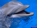 Delfin_big