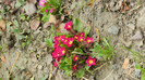 DSCN1686