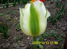 spring green