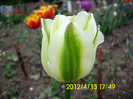 spring green