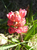 Hyacinthus Hollyhock (2012, April 13)