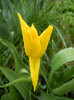 Tulipa Flashback (2012, April 15)