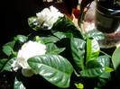 P1010051