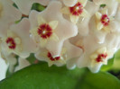 DSCN8003