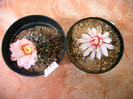 Gimnocalycium