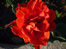 P1000297