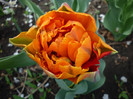 P1000305