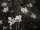 poze 398