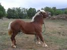 2630_galon_d_or_2_photo_1_big[1]