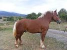 2630_galon_d_or_2_photo_2_big[1]