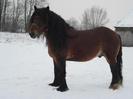 1327339211_306720982_1-Zdjecia--Ogiery-Zimnokrwiste-BELG[1]