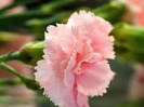 37-close-up-photo-of-a-pink-carnations-1600-1-0_422_70047