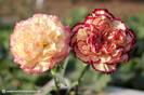 carnation_15