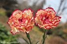 carnation-flower_55
