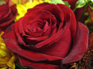 rose-for-a-rose-927845