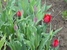 DSCN2468