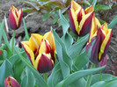DSCN2470