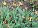 DSCN2477