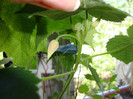 ABUTILONUL,,ARE BOBOCI