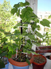 ABUTILONUL MEU SUPERB