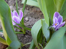 crocus