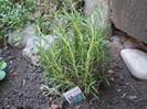rosmarin-plantat 2012