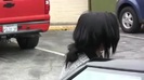 Demi Lovato looking healthy and happy spotted out and about in LA 0390