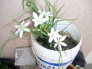 ornithogalum...de balta:))))