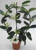 stephanotis